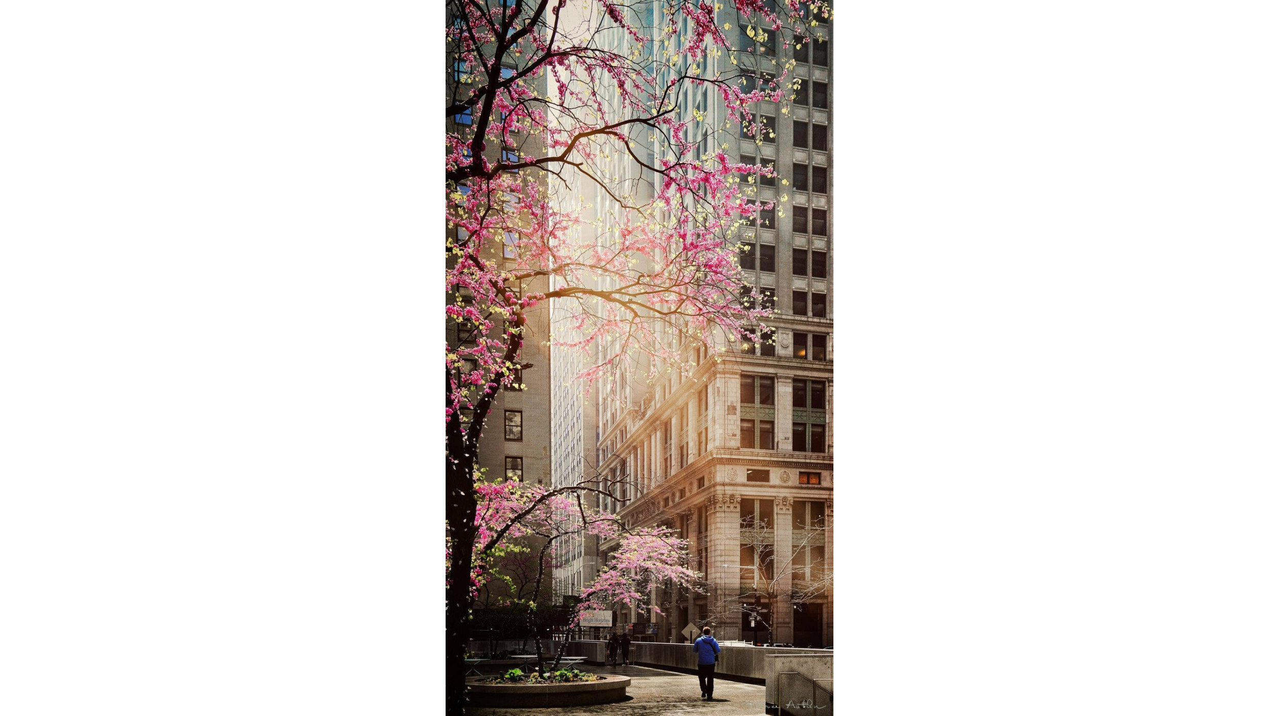 Урбаністична сакура