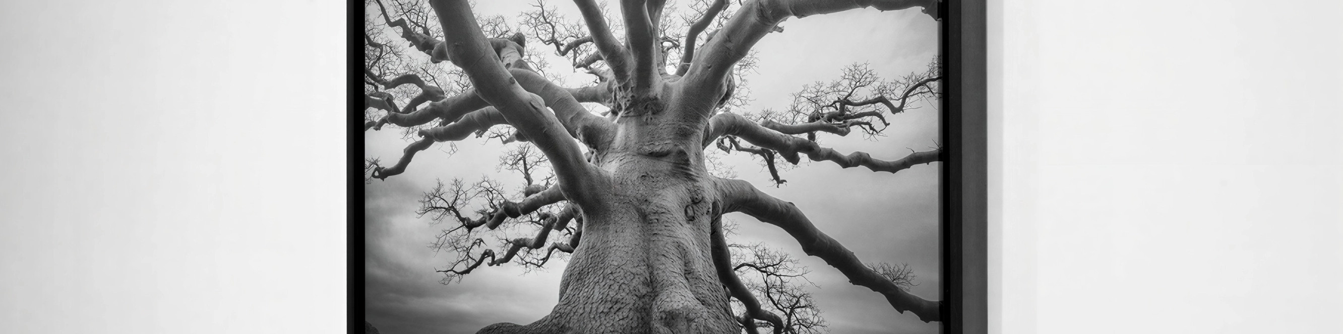 Nature Photography MIRONOVA ART for Cozy Interiors