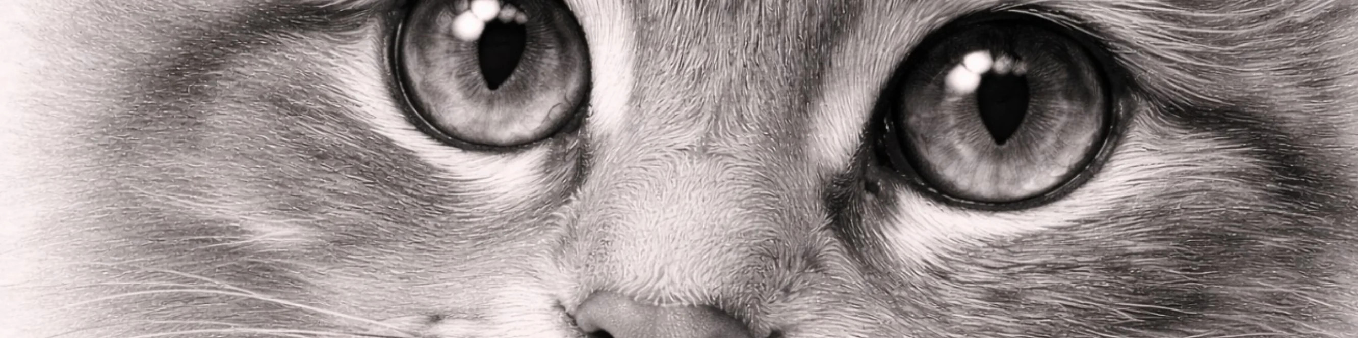 Малюнки зі змішуванням від MIRONOVA ART — мистецтво плавних переходів